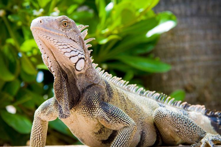 Iguana in Aruba